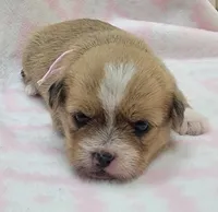 Pink Scarf , a female Chihuahua and Shih Tzu for sale in Richland, WA – 1 of 8