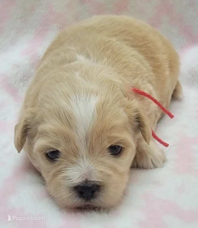 Red Scarf – Chihuahua, Shih Tzu puppy for sale in Richland, WA