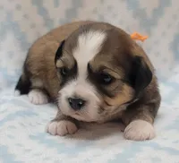 Orange Scarf, a male Chihuahua and Shih Tzu for sale in Richland, WA – 2 of 7