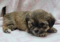 Roxy, a female Shorkie for sale in Richland, WA – 9 of 10