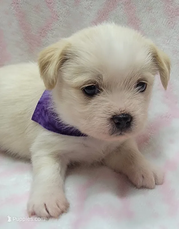 Purple Scarf – Chihuahua, Shih Tzu puppy for sale in Richland, WA
