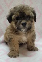 Roxy, a female Shorkie for sale in Richland, WA – 2 of 10