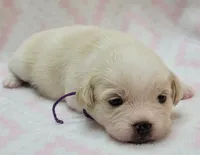 Purple Scarf, a female Chihuahua and Shih Tzu for sale in Richland, WA – 6 of 8