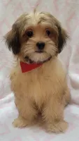 Red Scarf, a female Shorkie for sale in Richland, WA – 6 of 9