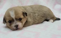 Pink Scarf , a female Chihuahua and Shih Tzu for sale in Richland, WA – 3 of 8