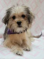 Purple Scarf, a female Shorkie for sale in Richland, WA – 1 of 10