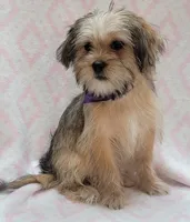 Purple Scarf, a female Shorkie for sale in Richland, WA – 3 of 10