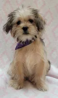 Purple Scarf, a female Shorkie for sale in Richland, WA – 10 of 10