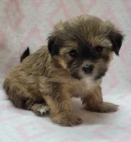 Roxy, a female Shorkie for sale in Richland, WA – 6 of 10