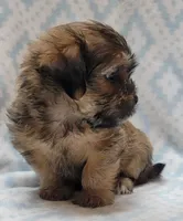 Finn, a male Shorkie for sale in Richland, WA – 2 of 8