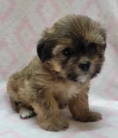Roxy, a female Shorkie for sale in Richland, WA – 10 of 10