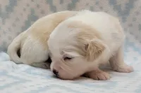 Blue Scarf, a male Chihuahua and Shih Tzu for sale in Richland, WA – 2 of 8