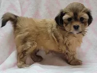 Oakley, a female Shorkie for sale in Richland, WA – 2 of 9