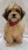 Red Scarf, a female Shorkie for sale in Richland, WA – 2 of 9