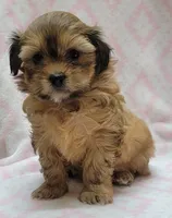 Oakley, a female Shorkie for sale in Richland, WA – 9 of 9