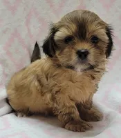 Oakley, a female Shorkie for sale in Richland, WA – 6 of 9