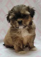 Sage, a female Shorkie for sale in Richland, WA – 2 of 9