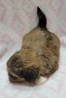 Sage, a female Shorkie for sale in Richland, WA – 4 of 9