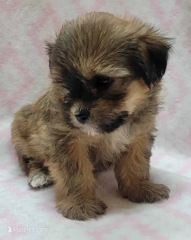 Roxy – Shorkie puppy for sale in Richland, WA