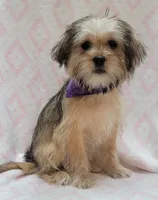 Purple Scarf, a female Shorkie for sale in Richland, WA – 8 of 10