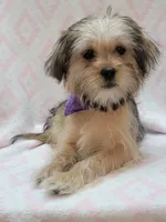 Purple Scarf, a female Shorkie for sale in Richland, WA – 7 of 10