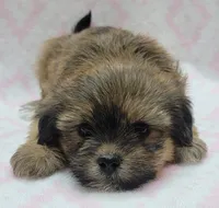 Roxy, a female Shorkie for sale in Richland, WA – 8 of 10