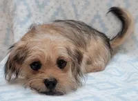 Orange Scarf, a male Shorkie for sale in Richland, WA – 1 of 8