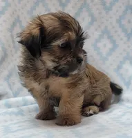 Finn, a male Shorkie for sale in Richland, WA – 5 of 8