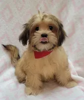 Red Scarf, a female Shorkie for sale in Richland, WA – 8 of 9