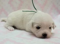 Green Scarf, a female Chihuahua and Shih Tzu for sale in Richland, WA – 8 of 9