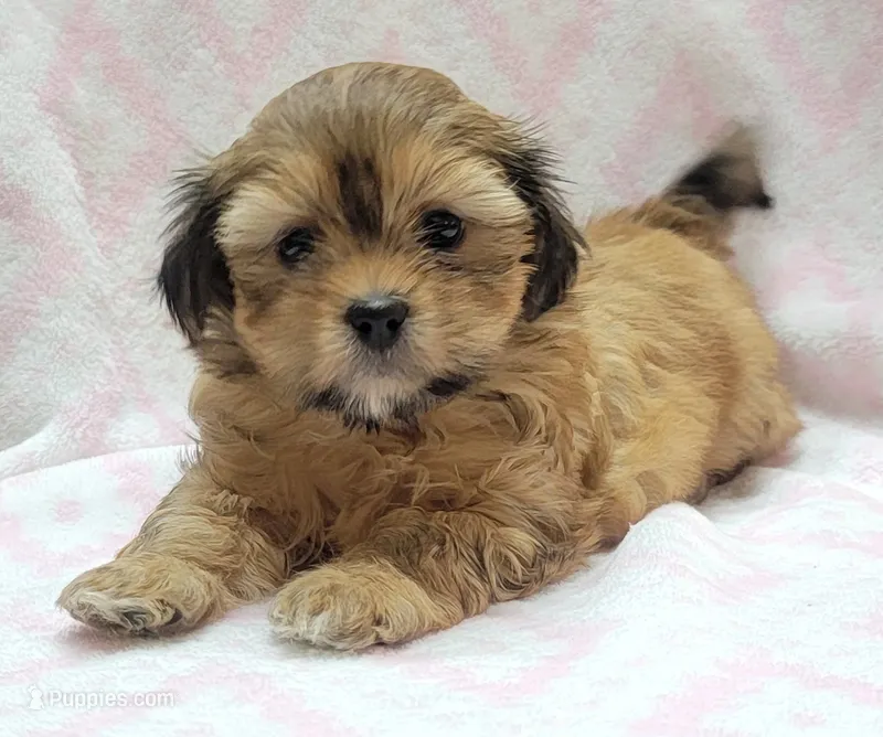 Oakley – Shorkie puppy for sale in Richland, WA
