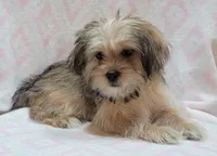 Purple Scarf, a female Shorkie for sale in Richland, WA – 6 of 10