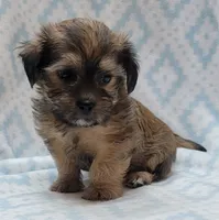 Finn, a male Shorkie for sale in Richland, WA – 4 of 8