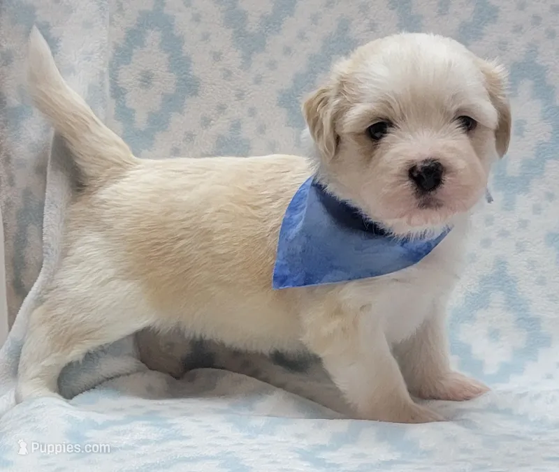 Blue Scarf – Chihuahua, Shih Tzu puppy for sale in Richland, WA