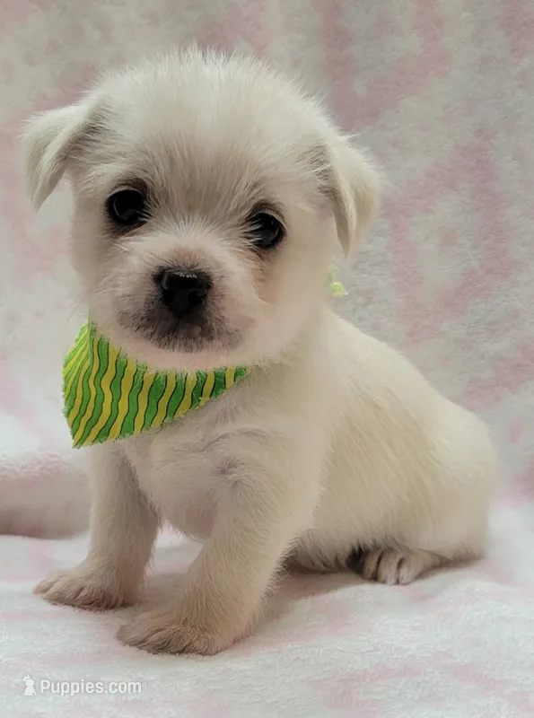 Green Scarf – Chihuahua, Shih Tzu puppy for sale in Richland, WA