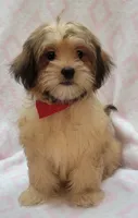 Red Scarf, a female Shorkie for sale in Richland, WA – 7 of 9
