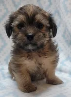 Finn, a male Shorkie for sale in Richland, WA – 8 of 8