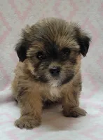 Roxy, a female Shorkie for sale in Richland, WA – 7 of 10