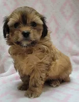 Oakley, a female Shorkie for sale in Richland, WA – 8 of 9