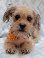 Orange Scarf, a male Shorkie for sale in Richland, WA – 4 of 8