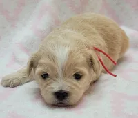 Red Scarf, a female Chihuahua and Shih Tzu for sale in Richland, WA – 4 of 10
