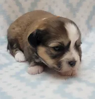 Orange Scarf, a male Chihuahua and Shih Tzu for sale in Richland, WA – 7 of 7