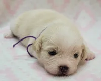 Purple Scarf, a female Chihuahua and Shih Tzu for sale in Richland, WA – 2 of 8