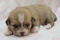 Pink Scarf , a female Chihuahua and Shih Tzu for sale in Richland, WA – 5 of 8
