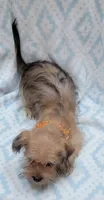 Orange Scarf, a male Shorkie for sale in Richland, WA – 2 of 8
