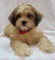 Red Scarf, a female Shorkie for sale in Richland, WA – 9 of 9