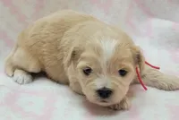 Red Scarf, a female Chihuahua and Shih Tzu for sale in Richland, WA – 3 of 10