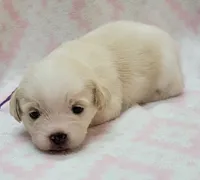 Purple Scarf, a female Chihuahua and Shih Tzu for sale in Richland, WA – 3 of 8