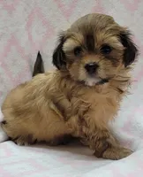 Oakley, a female Shorkie for sale in Richland, WA – 7 of 9