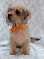 Orange Scarf, a male Shorkie for sale in Richland, WA – 8 of 8